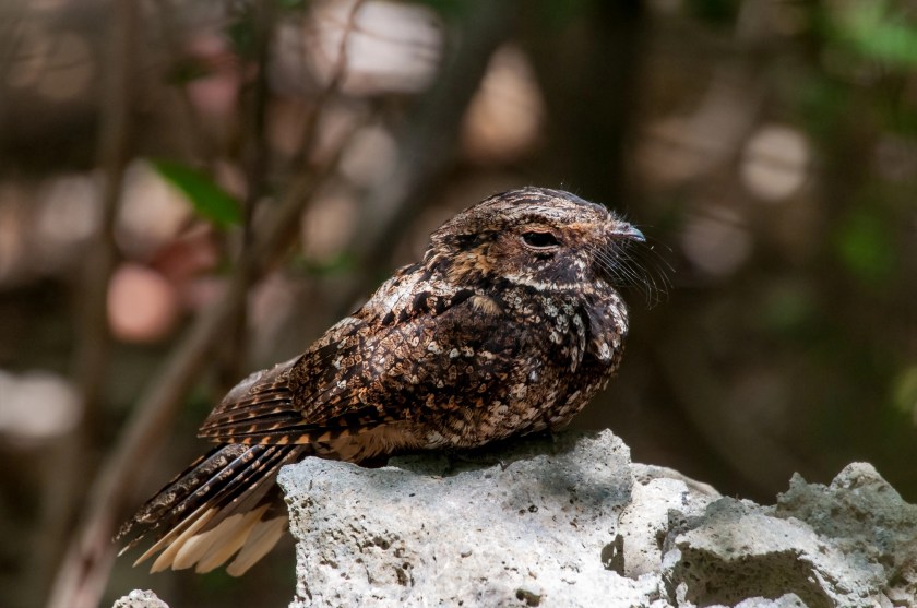 CoverImage-PRNI 042412GUF (26)